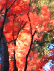 燃紅葉～みずほエコパーク