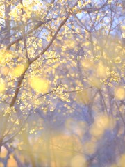蠟梅～府中郷土の森1
