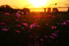 夕焼けコスモス～吹上コスモス2