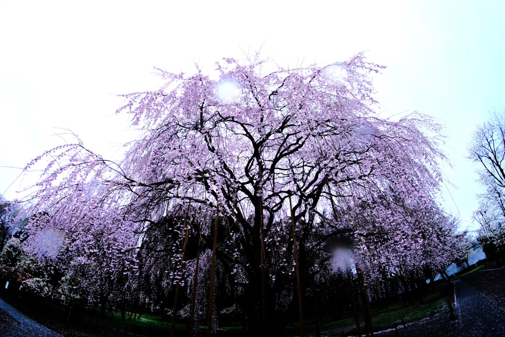 雨の枝垂れ桜～みずほエコパーク1