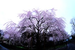 雨の枝垂れ桜～みずほエコパーク1