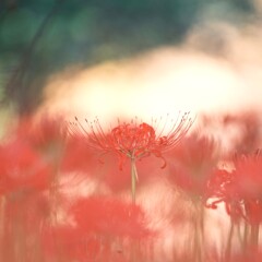 巾着田～曼珠沙華(彼岸花)2