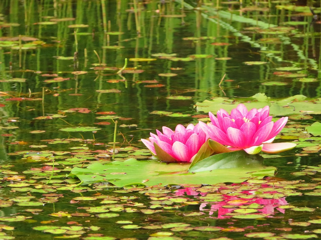 Water lily