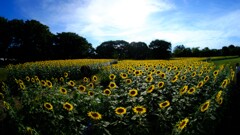 ひまわり~昭和記念公園 ひまわり~昭和記念公園