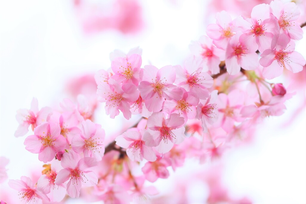 lunch time～桜散歩