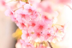 白子桜まつり