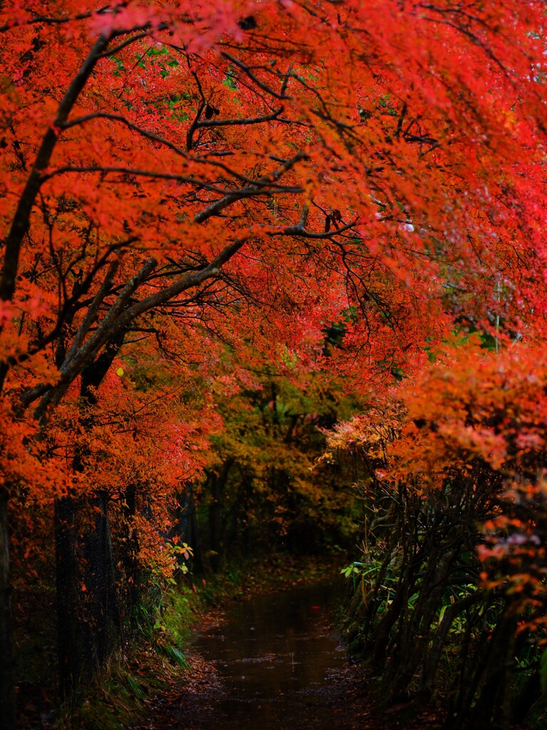 雨紅葉～雲場池3