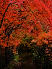 雨紅葉～雲場池3
