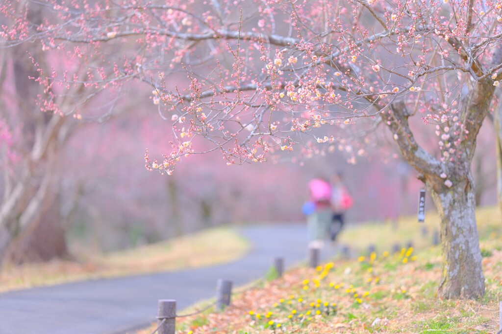 梅～森林公園1