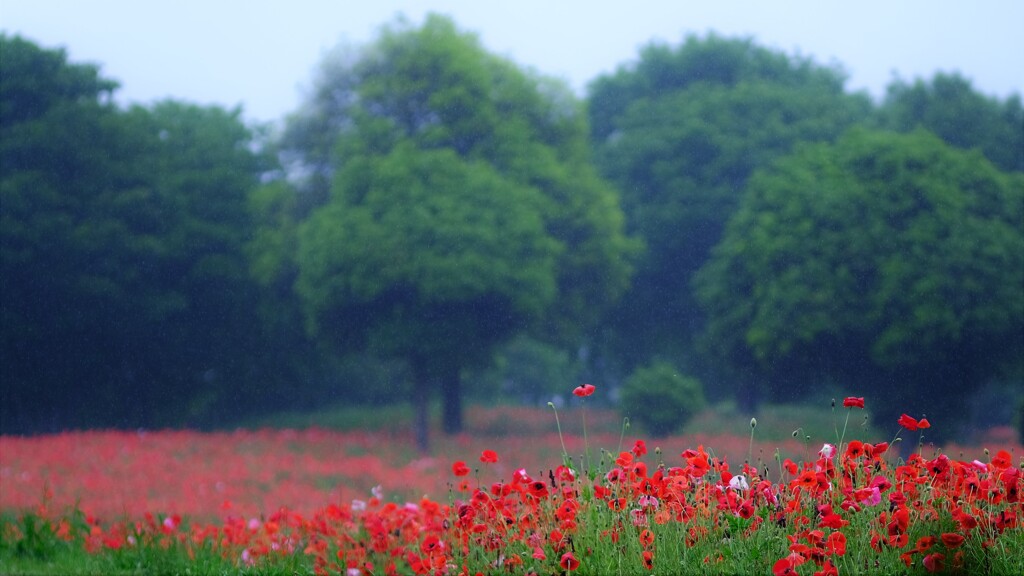 rain poppy