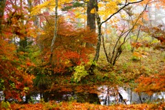 秋の軽井沢~雲場池裏庭 秋の軽井沢~雲場池裏庭