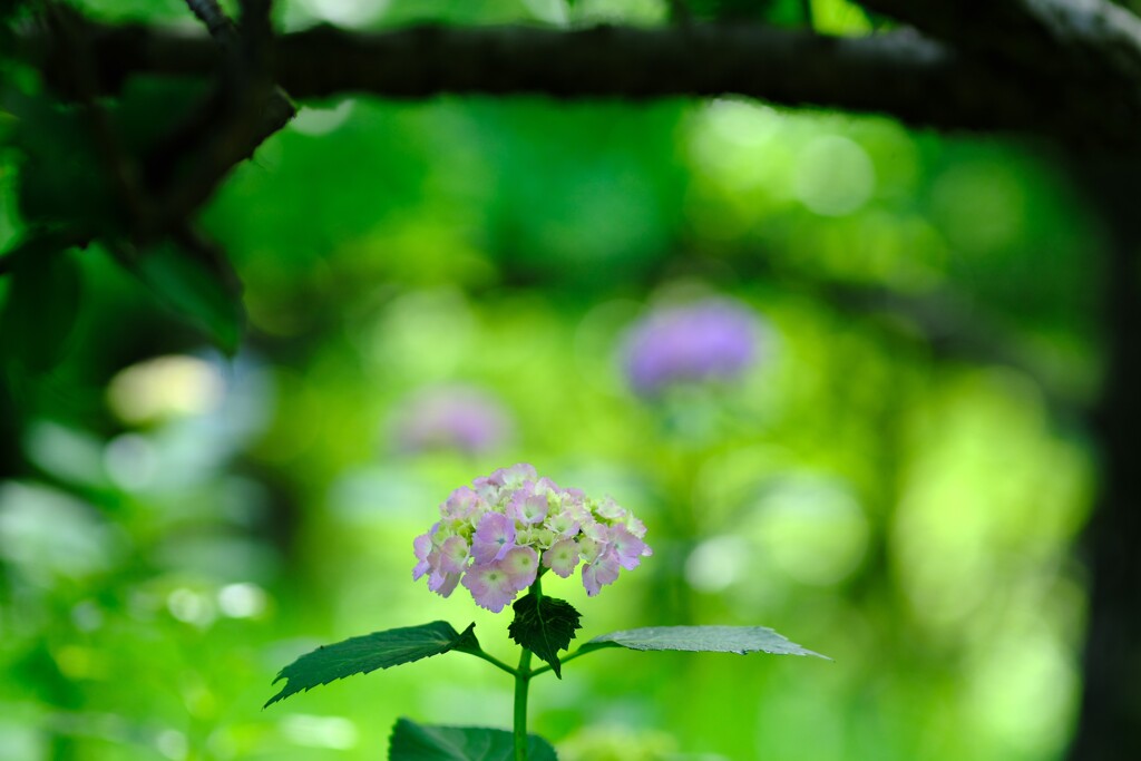 紫陽花～府中市郷土の森博物館2
