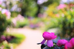 rose rord