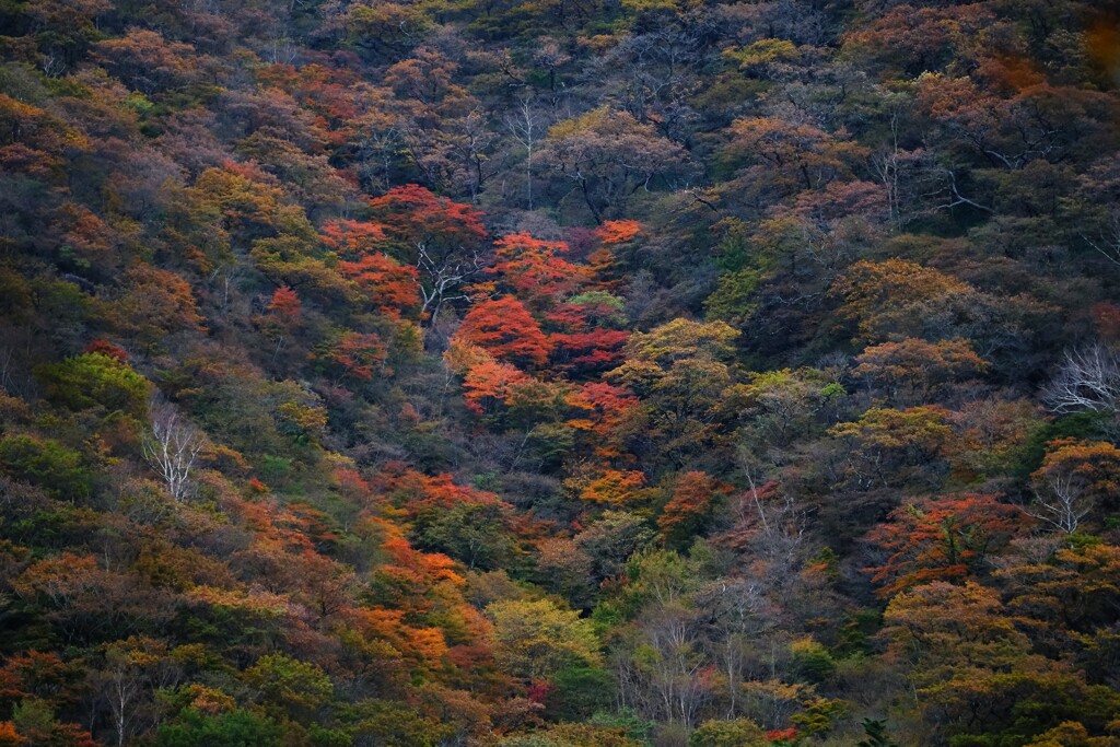 赤城山紅葉覚満淵2