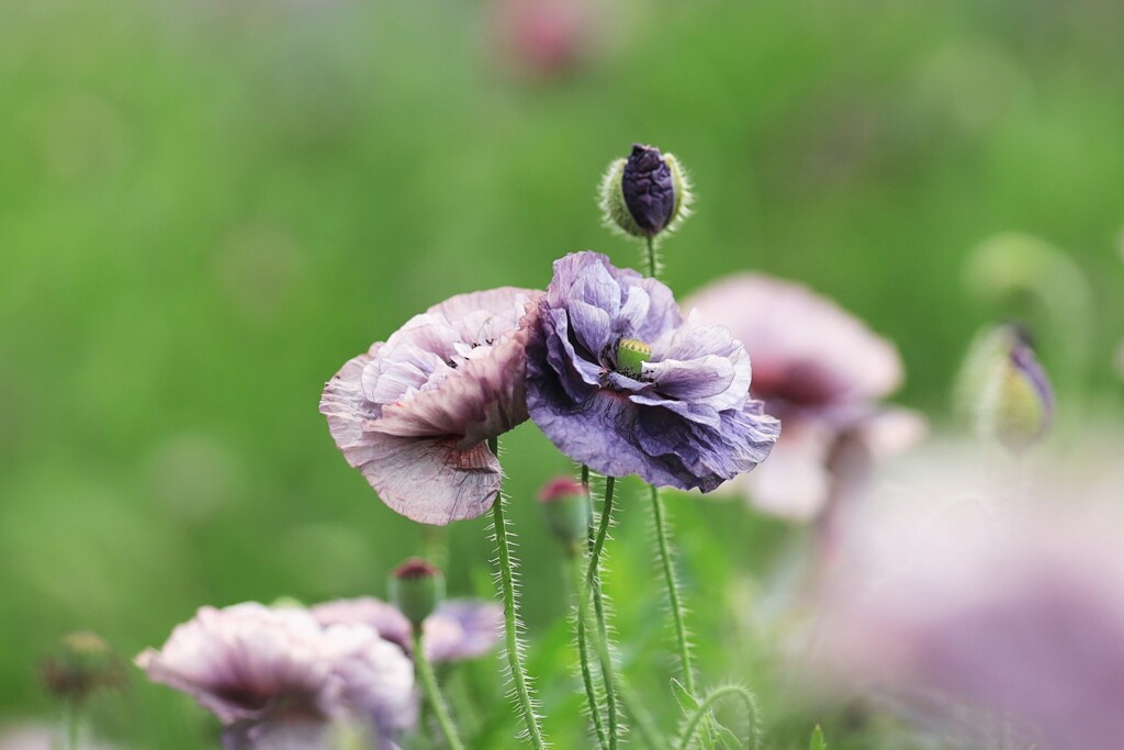 アメイジンググレイ～森林公園
