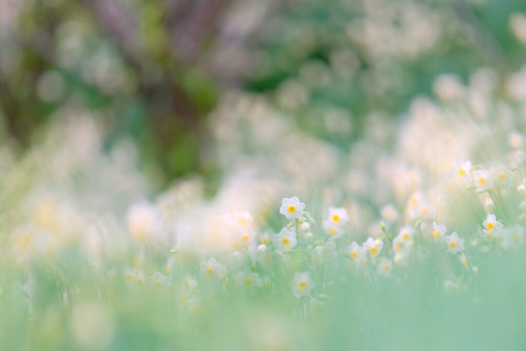 をくづれ水仙峡・佐久間ダム２