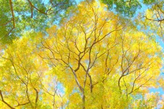 小金井公園～紅葉２