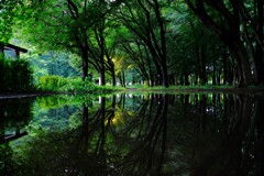 シンメトリー水溜まり公園1