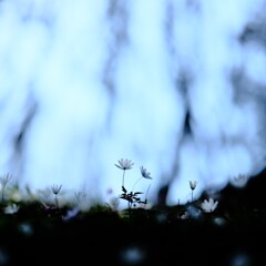 イチゲ～森林公園1