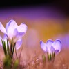 crocus