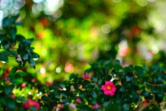 昭和記念公園の冬～サザンカ2