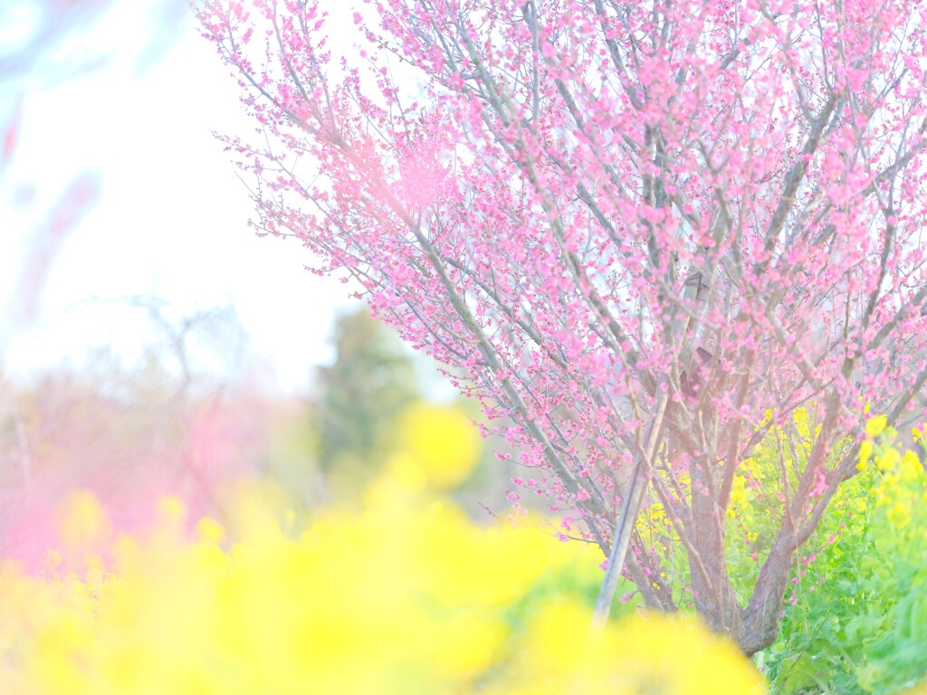 梅と菜の花～花菜ガーデン