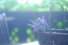 籠～ラベンダー摘み取り