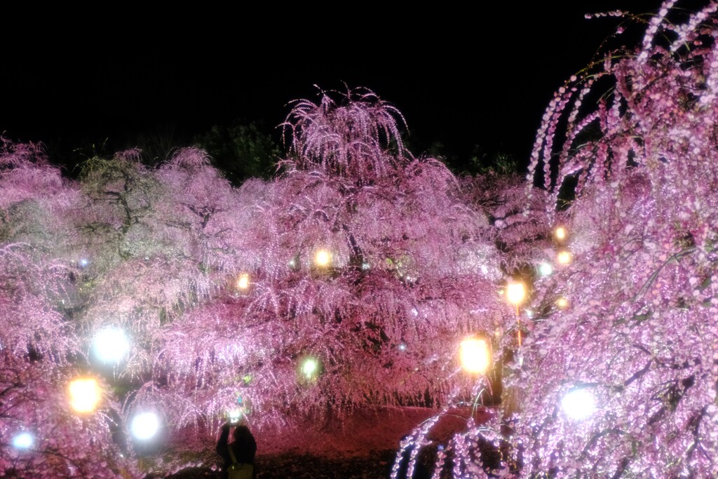 夜梅～鈴鹿の森庭園4