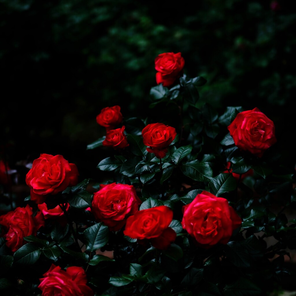 昼薔薇　～智光山公園