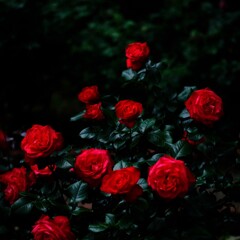 昼薔薇　～智光山公園