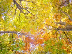 赤城自然園～紅葉４