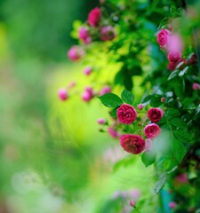 バラ～花菜ガーデン