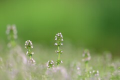 Lemon thyme