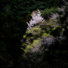 山桜～奥多摩渓谷3