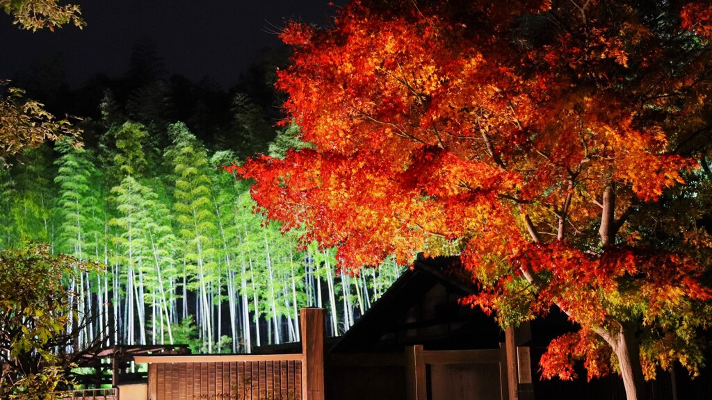 night JP garden～昭和記念公園日本庭園