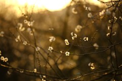 梅咲初め～佐久間ダム湖親水公園1