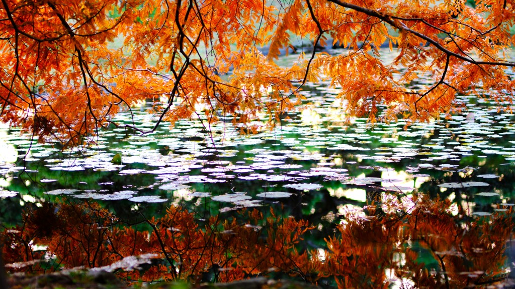 神代植物公園の秋3～メタセコイア