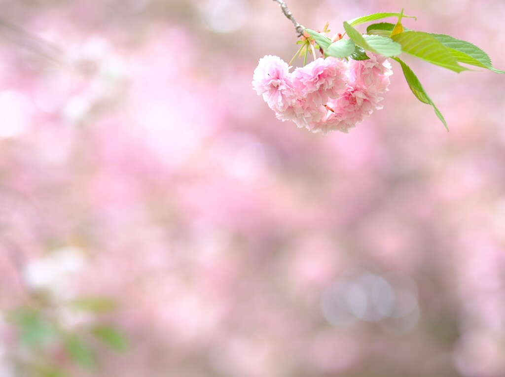 八重咲桜～遅咲きの春1