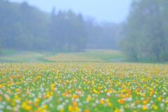 ポピー～森林公園1
