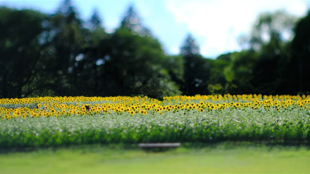 ひまわり～昭和記念公園
