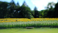 ひまわり~昭和記念公園 ひまわり~昭和記念公園