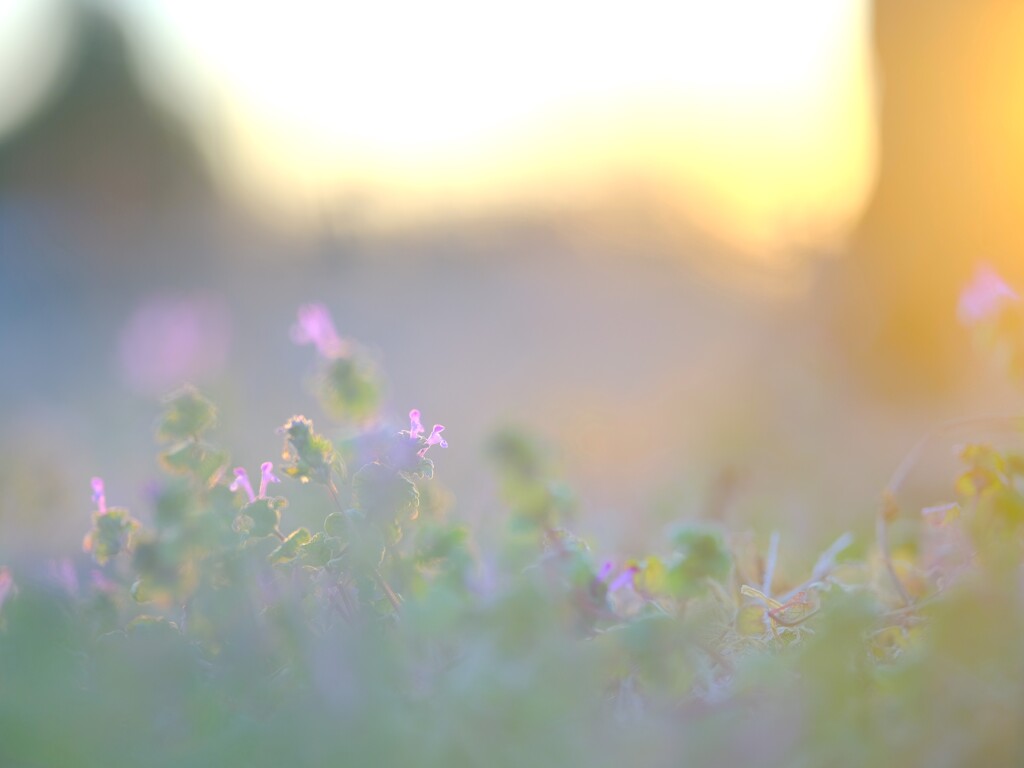 ホトケノザの夕景