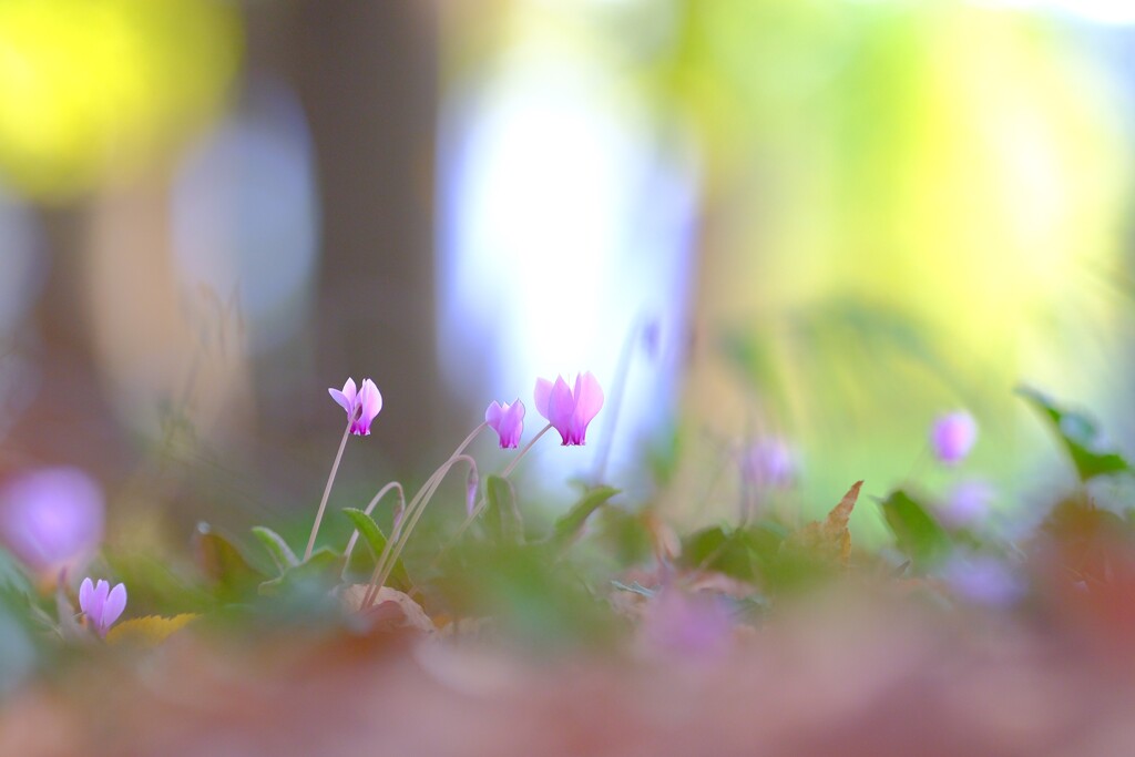 みずほエコパーク～原種シクラメン