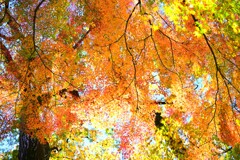 モミジ～小金井公園