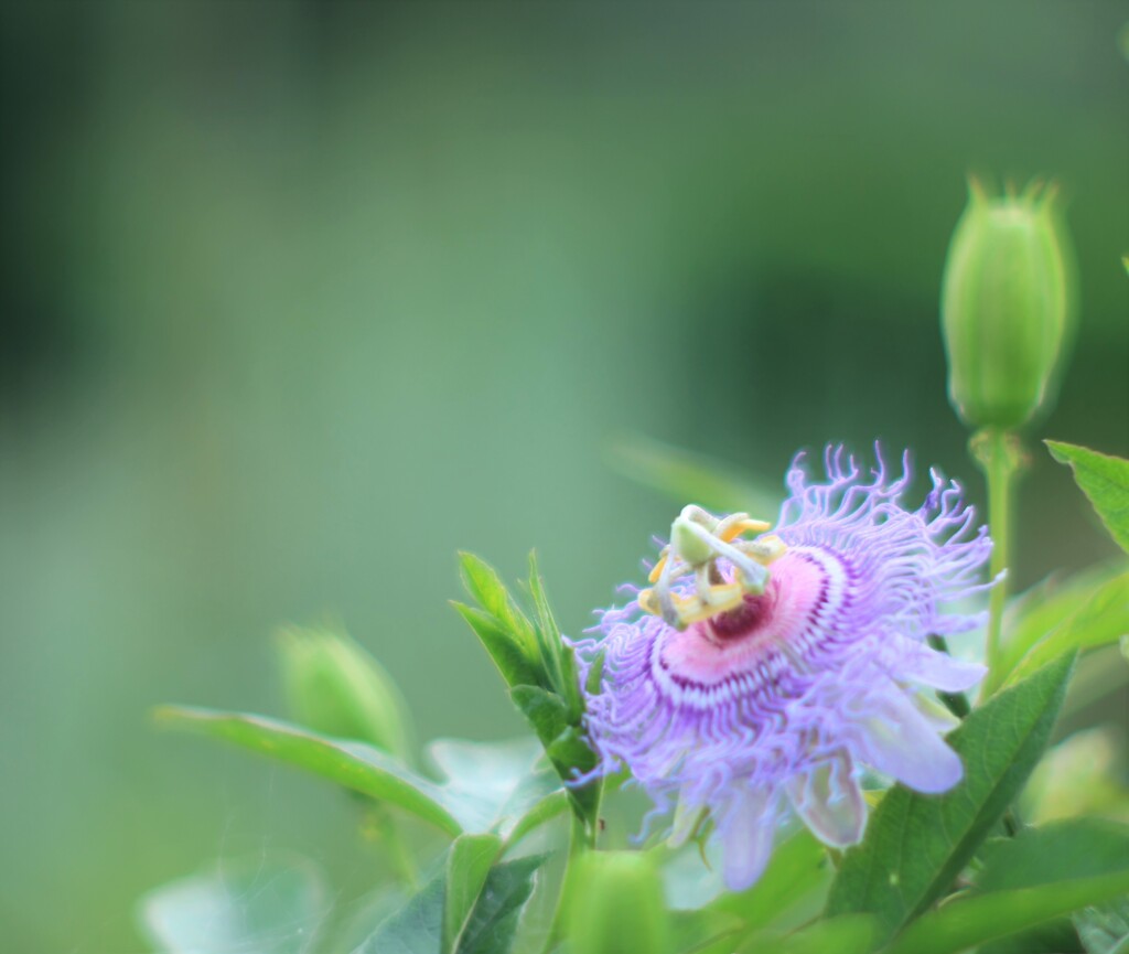 チャボトケイソウ