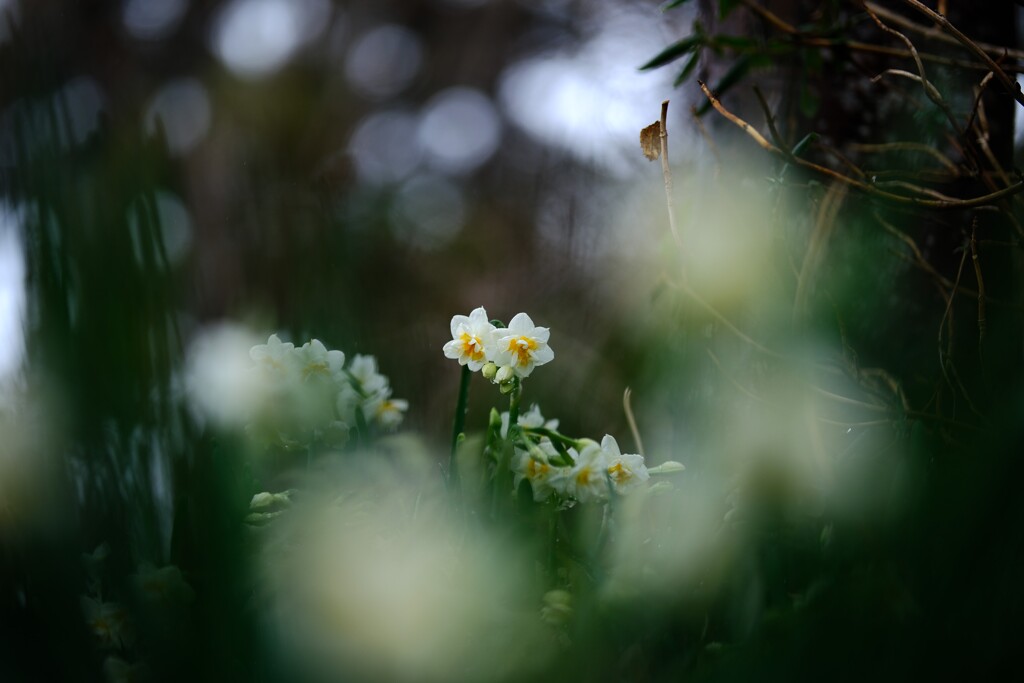 八重咲水仙～二宮3
