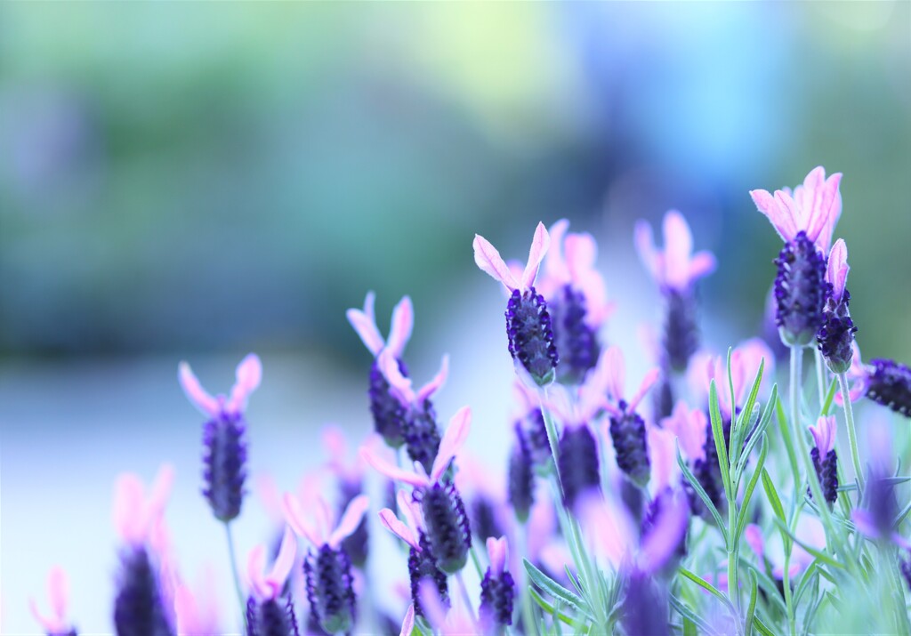purple