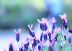 purple