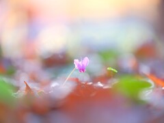 みずほエコパーク～原種シクラメン