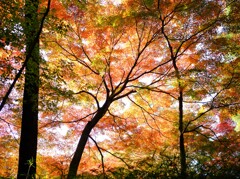 森林公園の秋7 森林公園の秋7